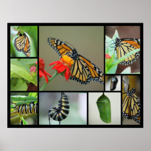 Póster Metamorfosis