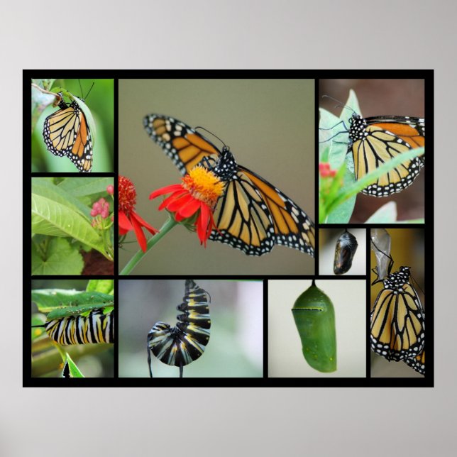 Póster Metamorfosis (Frente)