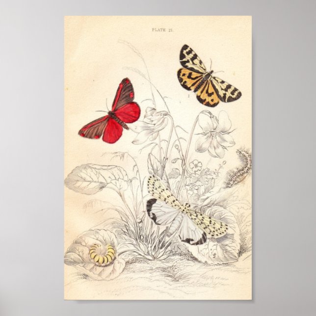 Póster Metas y mariposas (Frente)