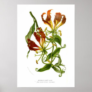 Póster Metonica planti (Gloriosa superba)