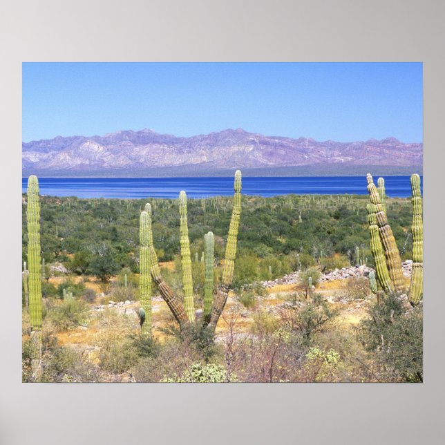 Póster Mexico, Baja California Sur, Cardon Cactus at (Frente)