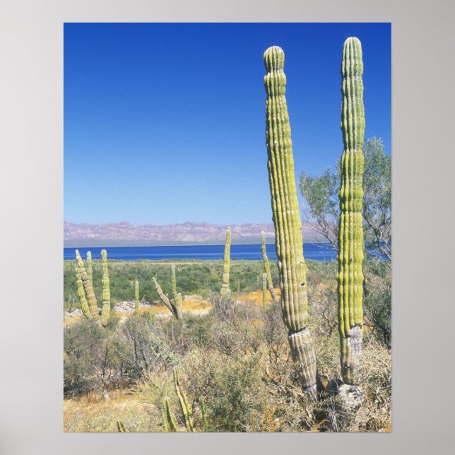 Póster México, Baja California Sur, Mulege, Bahia (Frente)