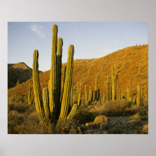Póster México, Baja, Isla Santa Catalina, Mar de