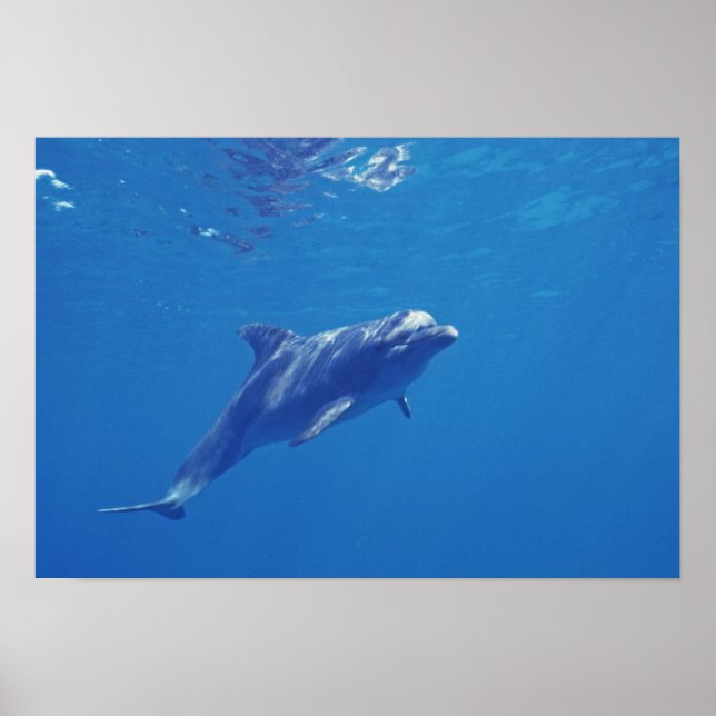 Póster México, Cozumel. Delfín botellada (Frente)