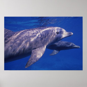 Póster México, Cozumel. Delfín mular, Tursiops 2