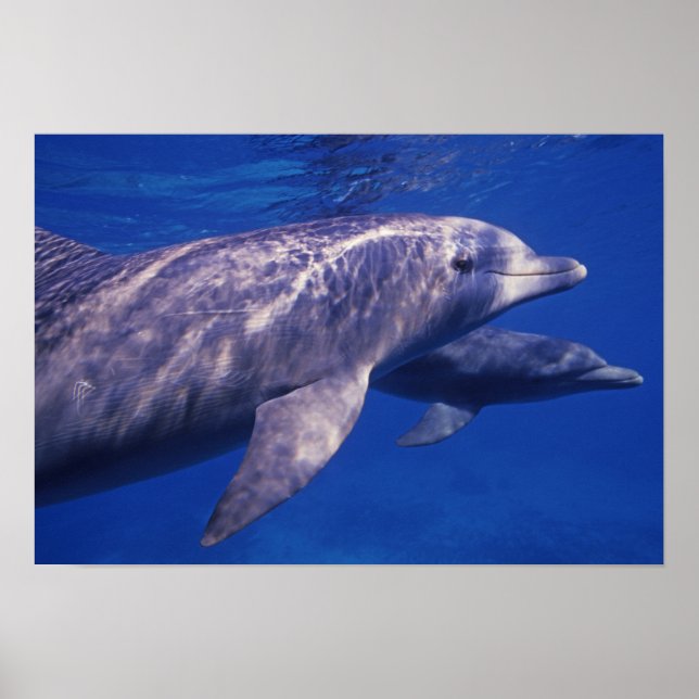 Póster México, Cozumel. Delfín mular, Tursiops 2 (Frente)