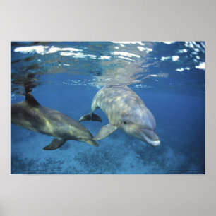 Póster México, Cozumel. Delfín mular, Tursiops 5