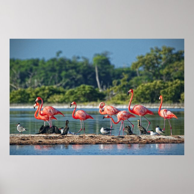 Póster México Río Lagartos (Frente)