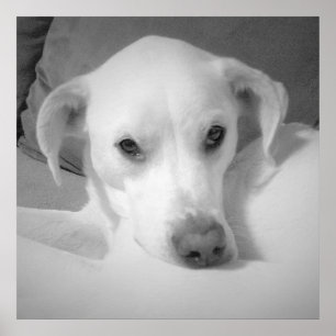 Póster Mezcla blanca de labradores sentada en un sofá gri