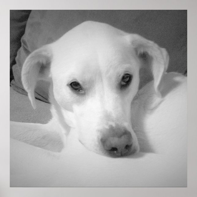 Póster Mezcla blanca de labradores sentada en un sofá gri (Frente)