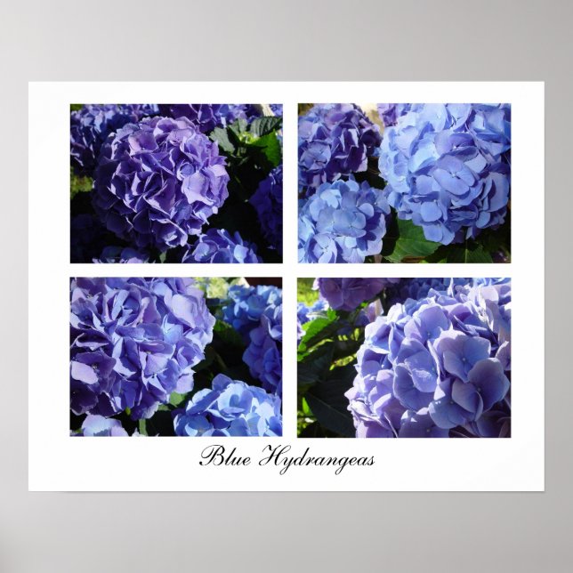 Póster Mezcla de Hydrangea Azul, Hydrangeas Azul (Frente)