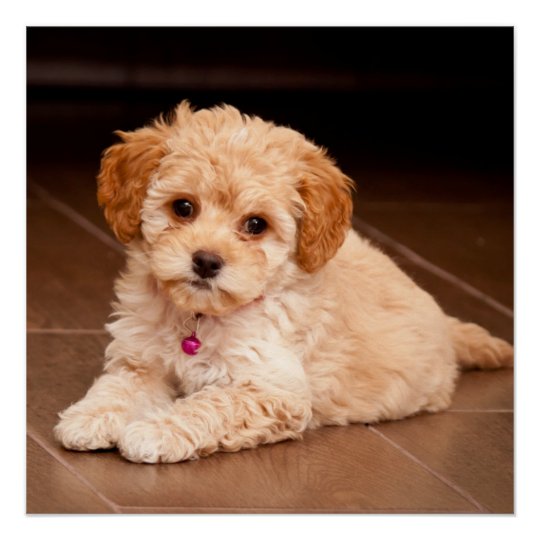 Poster Mezcla Del Caniche Del Bebe O Perro De Perrito Zazzle Es Poster Mezcla Del Caniche Del Bebe O Perro De Perrito Zazzle Es