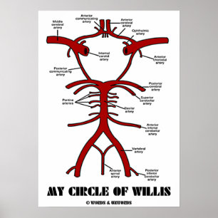 Póster Mi Círculo De Willis (Arterias Anatómicas)