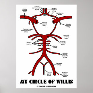 Póster Mi Círculo De Willis (Arterias Anatómicas)