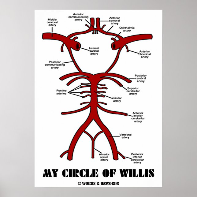 Póster Mi Círculo De Willis (Arterias Anatómicas) (Frente)