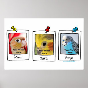 Póster Mi Colage de Fotos Retro de Mis Pájaros Mascota 