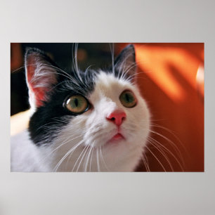 Póster Mi gato