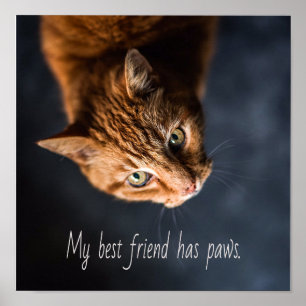 Póster Mi mejor amigo tiene patas, Cat Kitten Cute