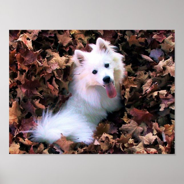 Póster Mi mini esquimal estadounidense (Frente)