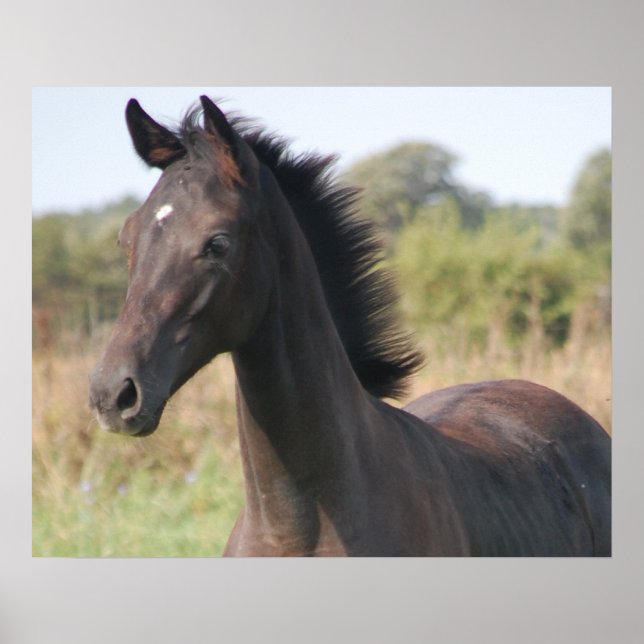 Póster Mi nueva pasión (Frente)