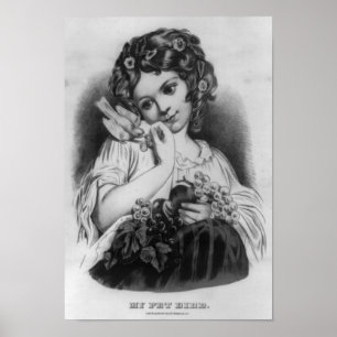 Póster Mi pájaro Mascota negro y blanco