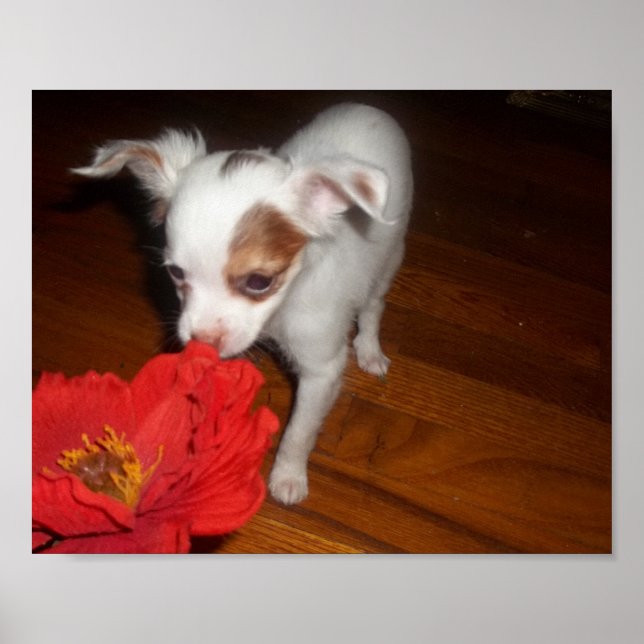 Póster Mi perro (Frente)