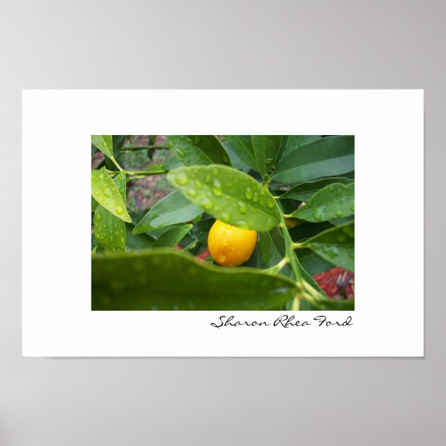 Póster Mi primer Kumquat por el SRF (Frente)