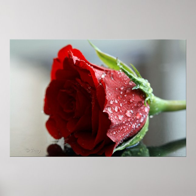 Póster Mi Rosa de cumpleaños. (Frente)