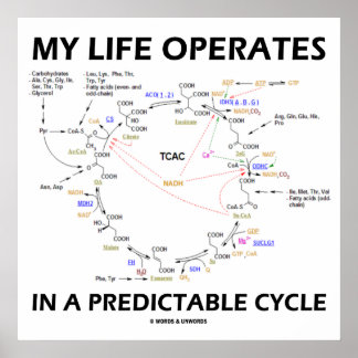 Póster Mi Vida Funciona En Un Ciclo Predecible (Krebs)