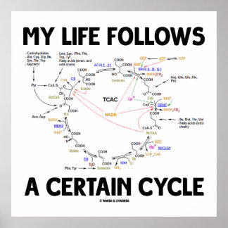 Póster Mi Vida Sigue Un Cierto Ciclo (Ciclo Krebs)
