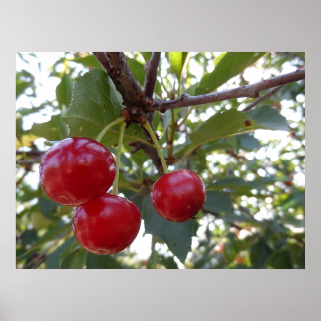 Póster Michigan Cherries (Frente)