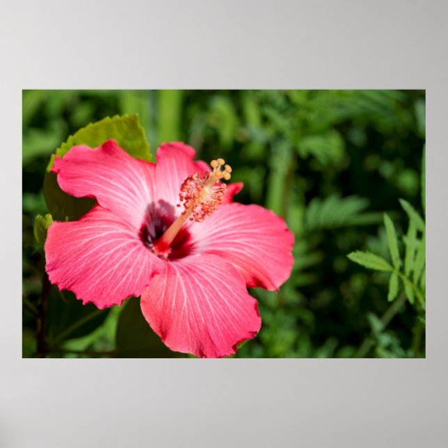 Póster Míchigan, Dearborn. Detalle de Hibisco Rosa (Frente)