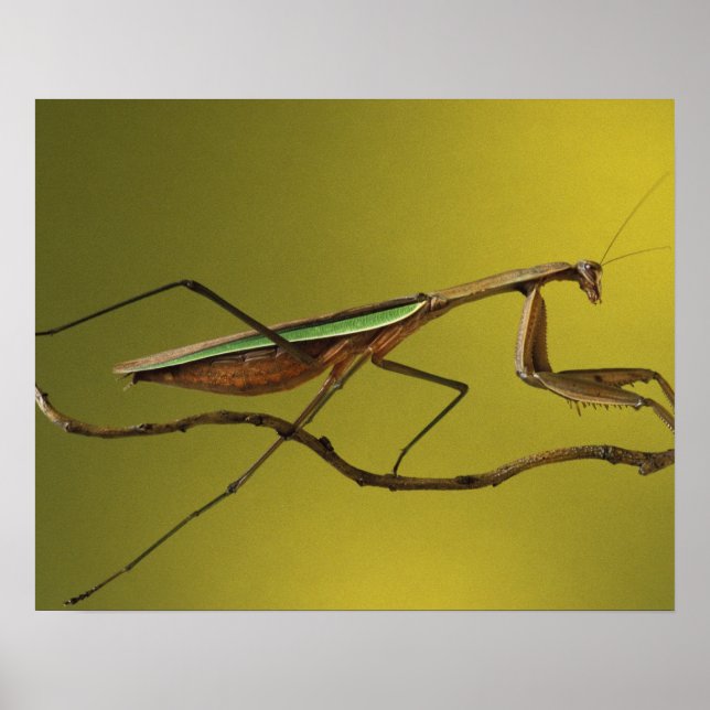 Póster Míchigan, Rochester Hills. Mantis religiosa (Frente)