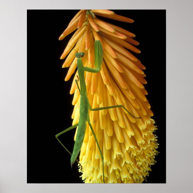 Póster Michigan, Rochester Hills. Orando a los antis en r (Frente)