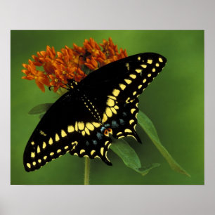 Póster Míchigan, Rochester. Mariposa negra oriental ameri