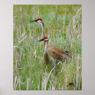 Póster Michigan Sandhill Cranes