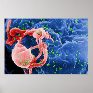 Póster Micrografo electrónico de linfocito en movimiento 