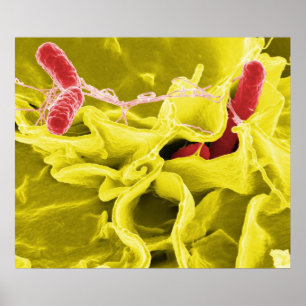 Póster Micrografo electrónico que muestra Salmonella Typh