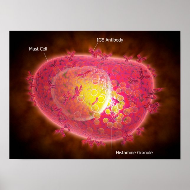 Póster Microscopic View Of A Mast Cell (Frente)