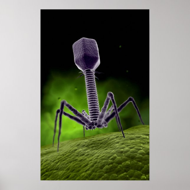 Póster Microscopic View Of Bacteriophage (Frente)
