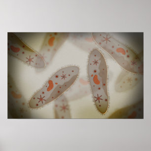 Póster Microscopic View Of Paramecium 1