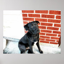 Midnight hace una pose para la cámara