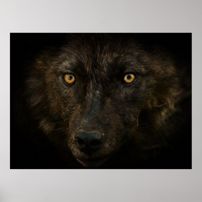 Póster Midnights Gaze - Black Wolf Wildlife (Frente)