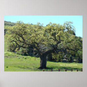 Póster Mighty Live Oak