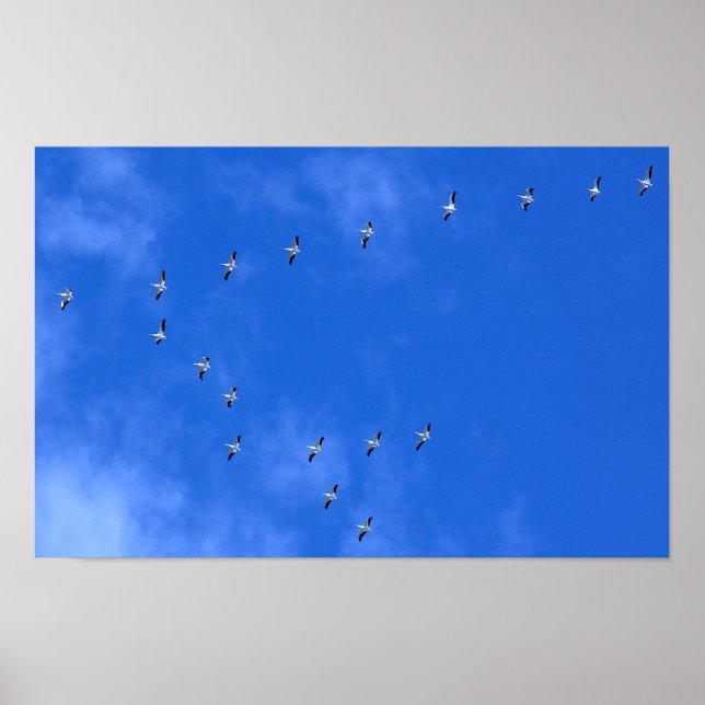 Póster Migrating Birds (Frente)
