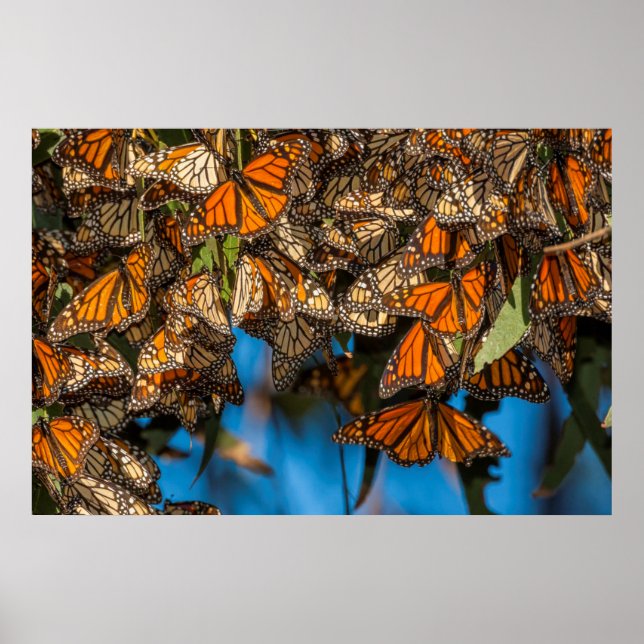 Póster Migrating monarch butterflies cling to leaves (Frente)