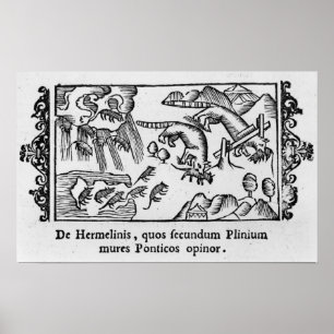 Póster Migration of lemmings