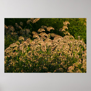 Póster Mijo Silvestre (Panicum Sp.) Creciendo En Humedal