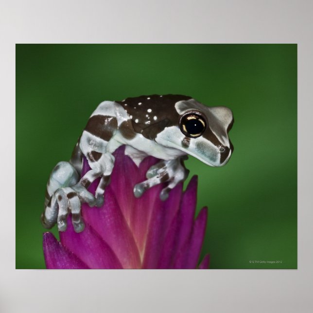 Póster Milk Frog, Trachycephalus resinifictrix (Frente)