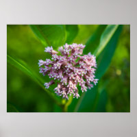 Milkweed —